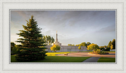 Bismarck Golden Glow