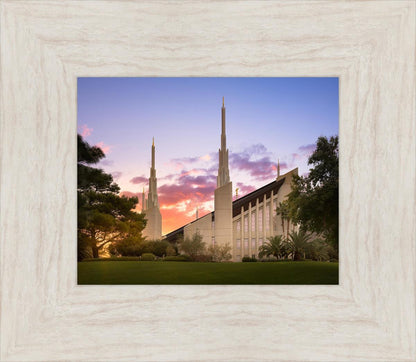 Las Vegas Desert Rose