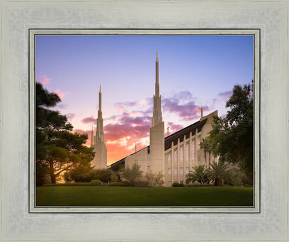 Las Vegas Desert Rose