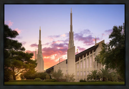 Las Vegas Desert Rose