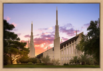 Las Vegas Desert Rose