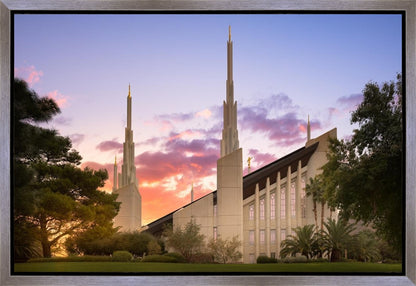 Las Vegas Desert Rose