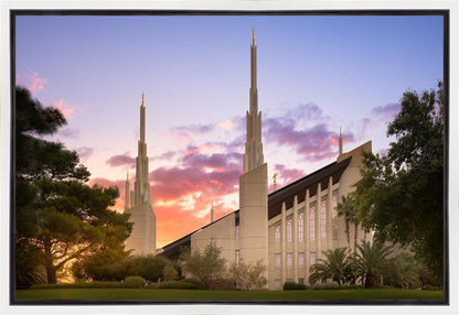 Las Vegas Desert Rose