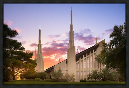 Las Vegas Desert Rose