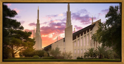 Las Vegas Desert Rose