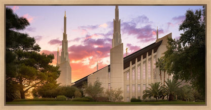 Las Vegas Desert Rose