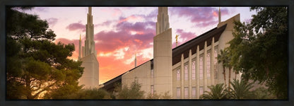 Las Vegas Desert Rose