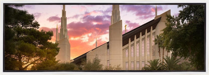 Las Vegas Desert Rose