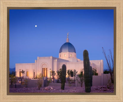 Tucson Cactus Morning