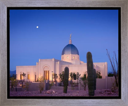 Tucson Cactus Morning