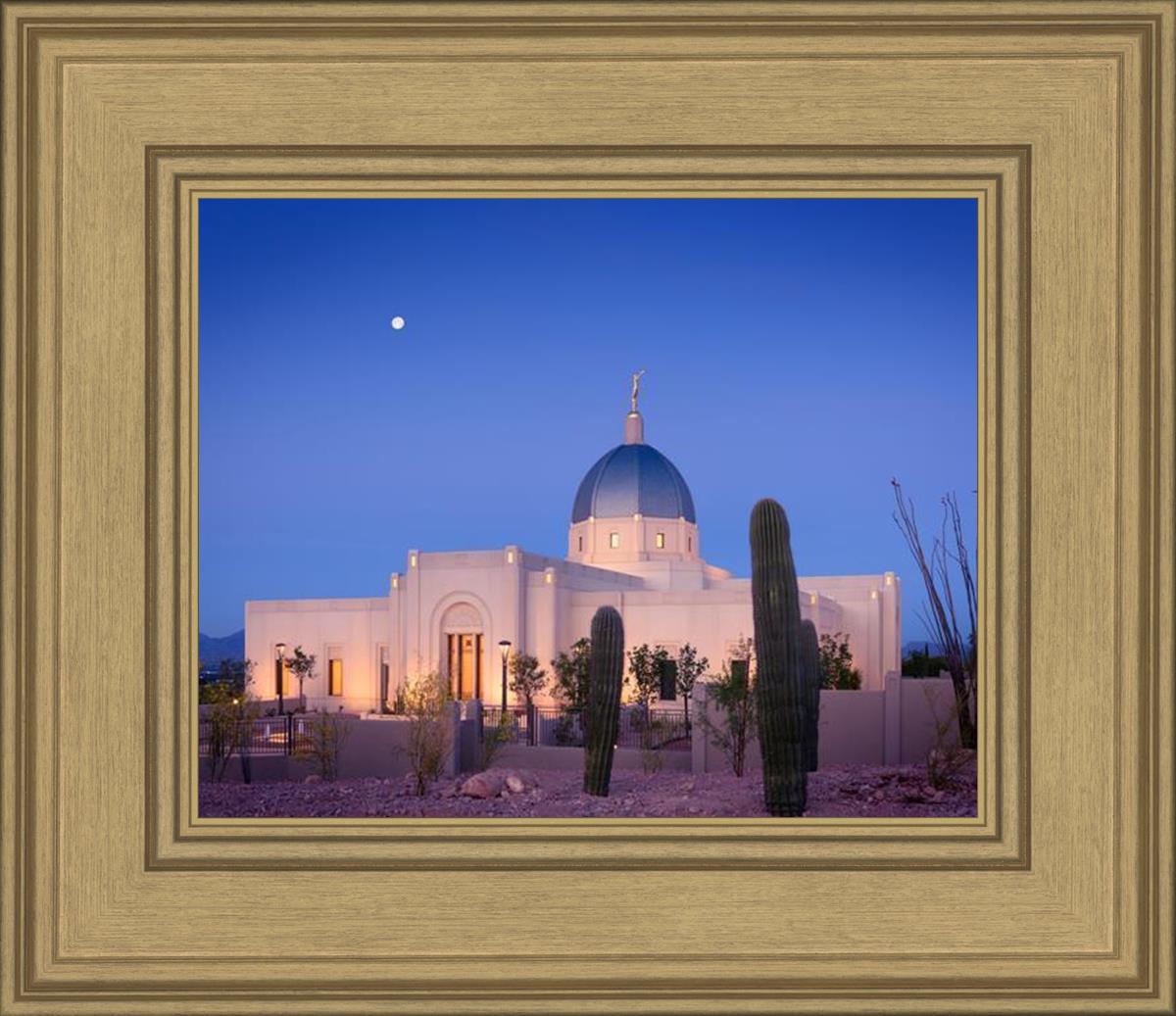 Tucson Cactus Morning