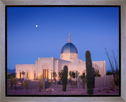 Tucson Cactus Morning