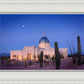 Tucson Cactus Morning