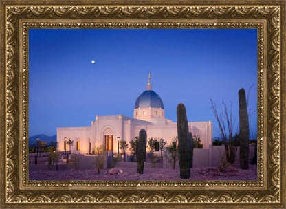 Tucson Cactus Morning
