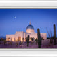 Tucson Cactus Morning