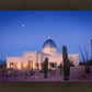 Tucson Cactus Morning