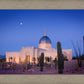 Tucson Cactus Morning