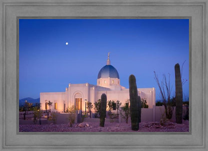 Tucson Cactus Morning