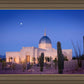 Tucson Cactus Morning