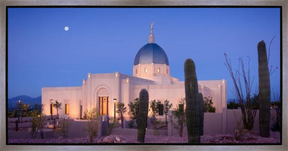 Tucson Cactus Morning