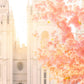 Salt Lake Blossom Glow