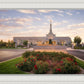 Reno Flowers