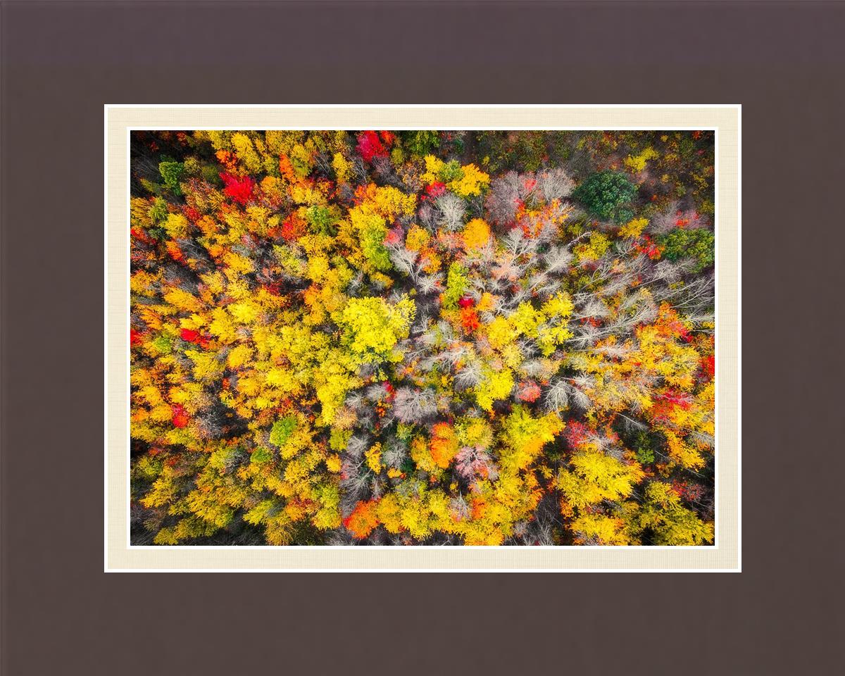 Sacred Grove Autumn From Heaven