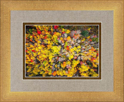 Sacred Grove Autumn From Heaven