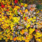Sacred Grove Autumn From Heaven