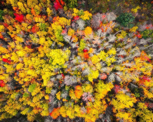 Sacred Grove Autumn From Heaven Gallery Wrap