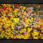 Sacred Grove Autumn From Heaven