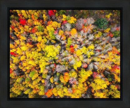 Sacred Grove Autumn From Heaven