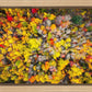 Sacred Grove Autumn From Heaven