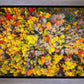 Sacred Grove Autumn From Heaven