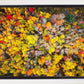 Sacred Grove Autumn From Heaven