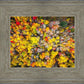 Sacred Grove Autumn From Heaven