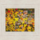 Sacred Grove Autumn From Heaven