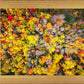 Sacred Grove Autumn From Heaven