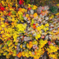 Sacred Grove Autumn From Heaven