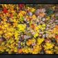 Sacred Grove Autumn From Heaven