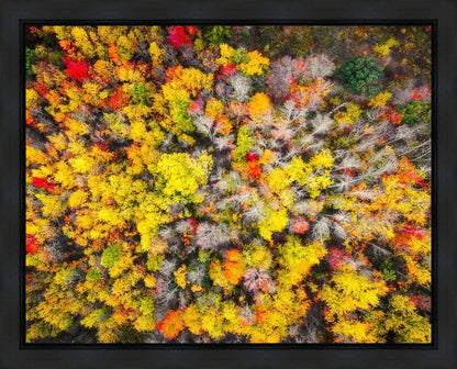 Sacred Grove Autumn From Heaven