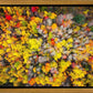 Sacred Grove Autumn From Heaven
