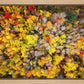 Sacred Grove Autumn From Heaven