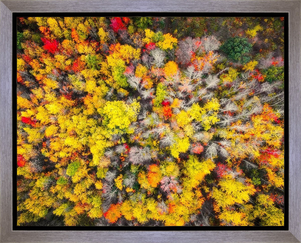 Sacred Grove Autumn From Heaven Gallery Wrap