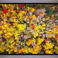 Sacred Grove Autumn From Heaven