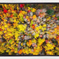 Sacred Grove Autumn From Heaven