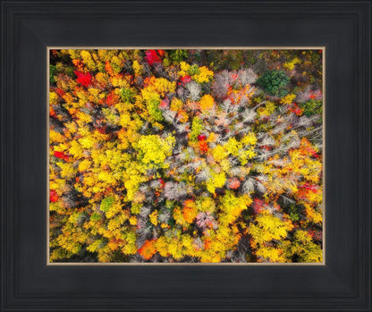 Sacred Grove Autumn From Heaven