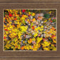 Sacred Grove Autumn From Heaven