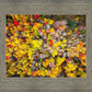 Sacred Grove Autumn From Heaven