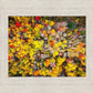 Sacred Grove Autumn From Heaven
